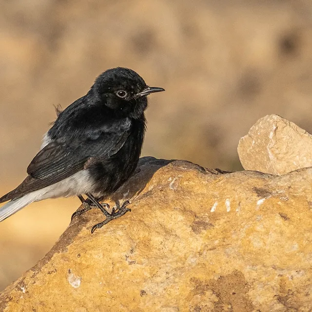צילום טבע מרהיב המציג דוחל שחור עומד על סלע צהבהב במדבר. הניגודיות בין נוצותיו השחורות של הדוחל לבין הרקע המטושטש בגווני חול יוצרת דגש חזק על הציפור. עומק השדה הרדוד מבודד את הנושא, בעוד שטבעת העין הלבנה מוסיפה פרט קטן אך משמעותי שמקנה לדמות חיים ואופי.
