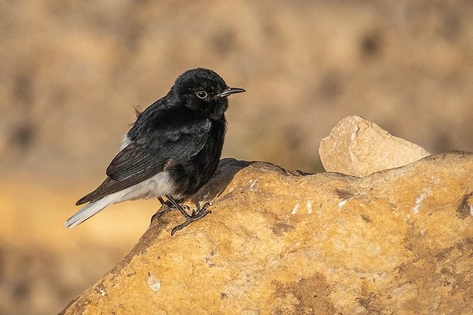 צילום טבע מרהיב המציג סלעית שחורת בטן ניצבת  על סלע צהבהב במדבר. הניגודיות בין נוצותיו השחורות של הדוחל לבין הרקע המטושטש בגווני חול יוצרת דגש חזק על הציפור. עומק השדה הרדוד מבודד את הנושא, בעוד שטבעת העין הלבנה מוסיפה פרט קטן אך משמעותי שמקנה לדמות חיים ואופי.