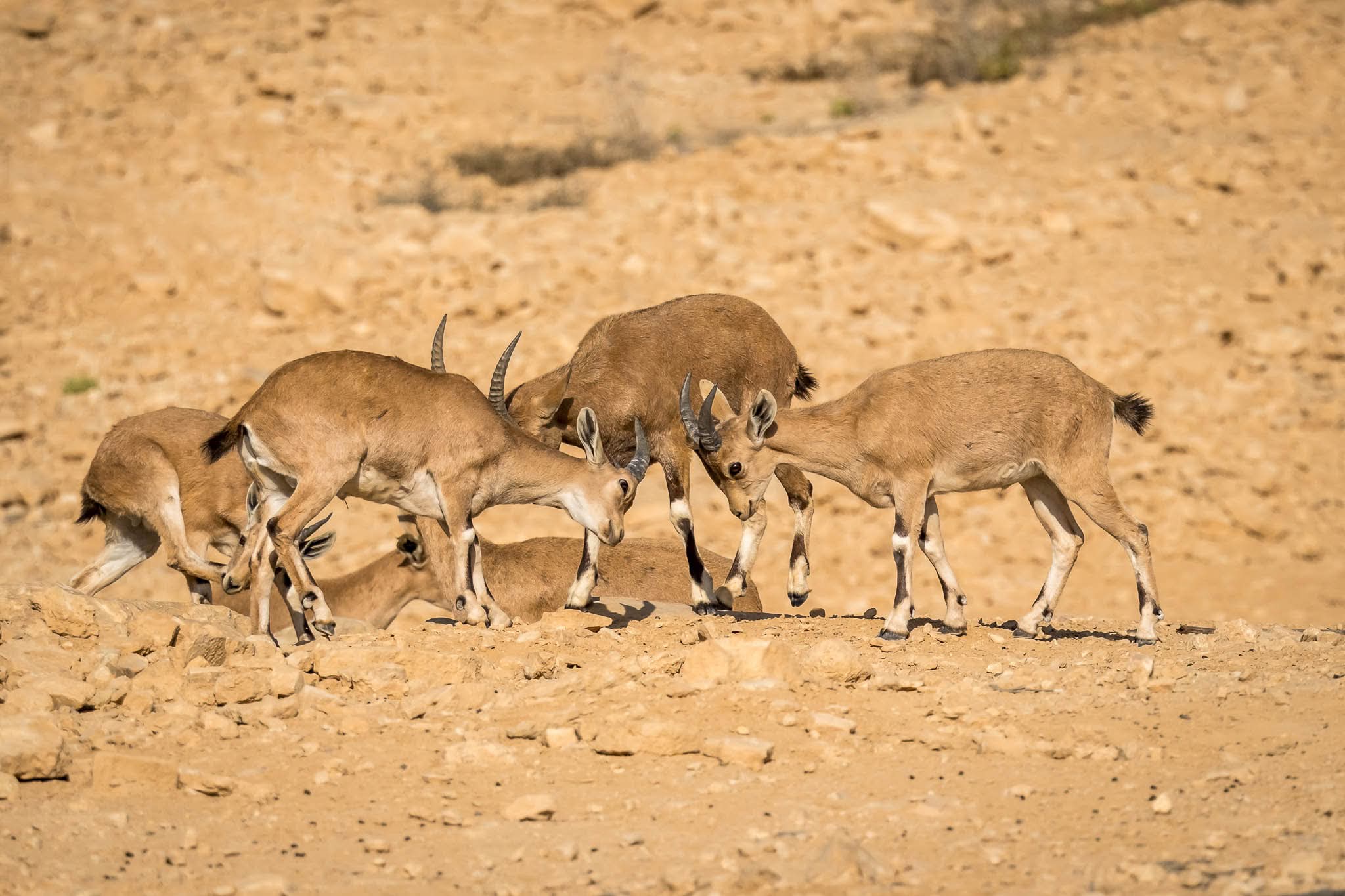 קבוצת יעלים נוביים מתועדת בסביבתם הטבעית והמדברית, כאשר שני פרטים צעירים מעורבים באינטראקציה משחקית המדמה נגיחת קרניים. הצילום מתאפיין בתאורה צהבהבה וחזקה, המדגישה את המרקמים המחוספסים של הסלע והפרווה. עומק השדה נבחר בקפידה כדי לשמור על החדות של היעלים תוך הפרדתם הרכה מהרקע המדברי המינימליסטי.