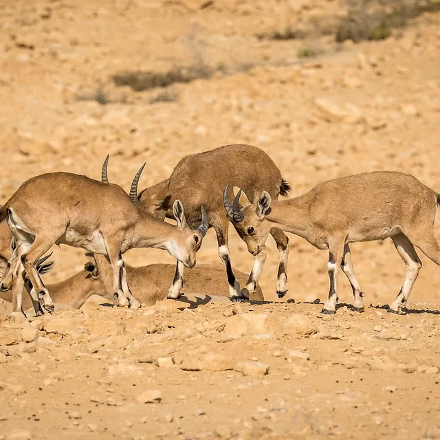 קבוצת יעלים נוביים מתועדת בסביבתם הטבעית והמדברית, כאשר שני פרטים צעירים מעורבים באינטראקציה משחקית המדמה נגיחת קרניים. הצילום מתאפיין בתאורה צהבהבה וחזקה, המדגישה את המרקמים המחוספסים של הסלע והפרווה. עומק השדה נבחר בקפידה כדי לשמור על החדות של היעלים תוך הפרדתם הרכה מהרקע המדברי המינימליסטי.