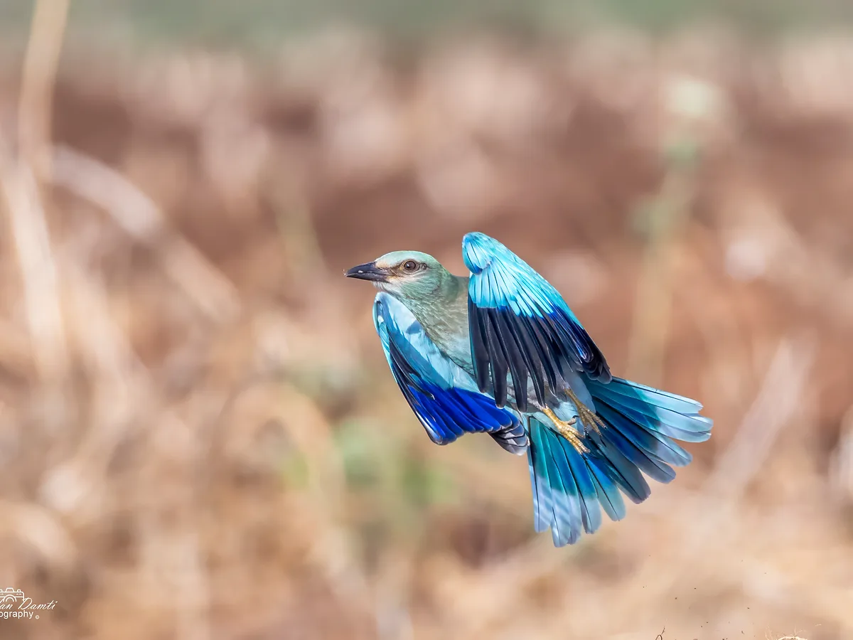 צילום מרהיב של כחל מצוי בתנועה, תופס את הציפור ברגע של המראה או נחיתה עם כנפיים מורמות. הצבעים הכחולים העזים של הנוצות בולטים על רקע ניטרלי ומטושטש, המדגיש את החדות הגבוהה של גוף הציפור. השימוש בעדשת טלפוטו ממרחק מוקד של 637 מ"מ יצר עומק שדה רדוד המפריד את הכחל מהסביבה.