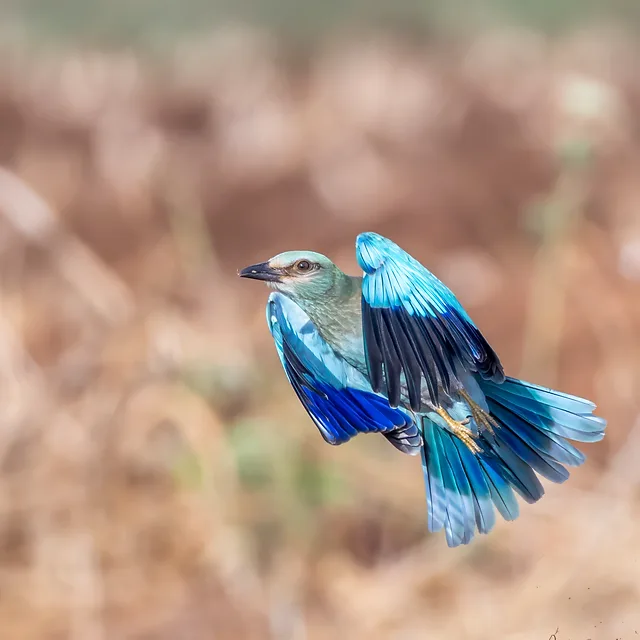 צילום מרהיב של כחל מצוי בתנועה, תופס את הציפור ברגע של המראה או נחיתה עם כנפיים מורמות. הצבעים הכחולים העזים של הנוצות בולטים על רקע ניטרלי ומטושטש, המדגיש את החדות הגבוהה של גוף הציפור. השימוש בעדשת טלפוטו ממרחק מוקד של 637 מ"מ יצר עומק שדה רדוד המפריד את הכחל מהסביבה.