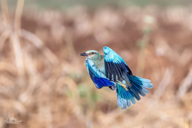 צילום מרהיב של כחל מצוי בתנועה, תופס את הציפור ברגע של המראה או נחיתה עם כנפיים מורמות. הצבעים הכחולים העזים של הנוצות בולטים על רקע ניטרלי ומטושטש, המדגיש את החדות הגבוהה של גוף הציפור. השימוש בעדשת טלפוטו ממרחק מוקד של 637 מ"מ יצר עומק שדה רדוד המפריד את הכחל מהסביבה.
