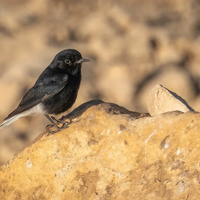 צילום טבע מרשים של דוחל שחור הניצב בביטחון על סלע מחוספס. הניגודיות בין נוצותיו השחורות והמבריקות לבין גווני הסלע החמים יוצרת עניין ויזואלי רב. עומק השדה הרדוד מבודד את הציפור מהרקע המטושטש, תוך הדגשת הפרטים הקטנים בעין ובמקור, בעוד התאורה הרכה מחמיאה לטקסטורה העשירה של הנושא.