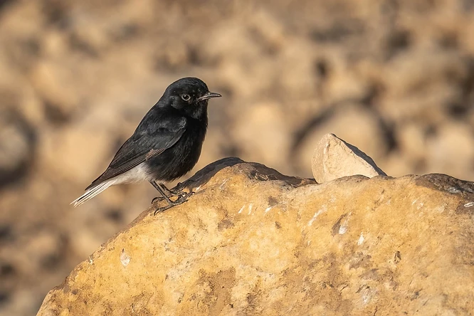 צילום טבע מרשים של סלעית שחורת בטן הניצבת בביטחון על סלע מחוספס. הניגודיות בין נוצותיו השחורות והמבריקות לבין גווני הסלע החמים יוצרת עניין ויזואלי רב. עומק השדה הרדוד מבודד את הציפור מהרקע המטושטש, תוך הדגשת הפרטים הקטנים בעין ובמקור, בעוד התאורה הרכה מחמיאה לטקסטורה העשירה של הנושא.