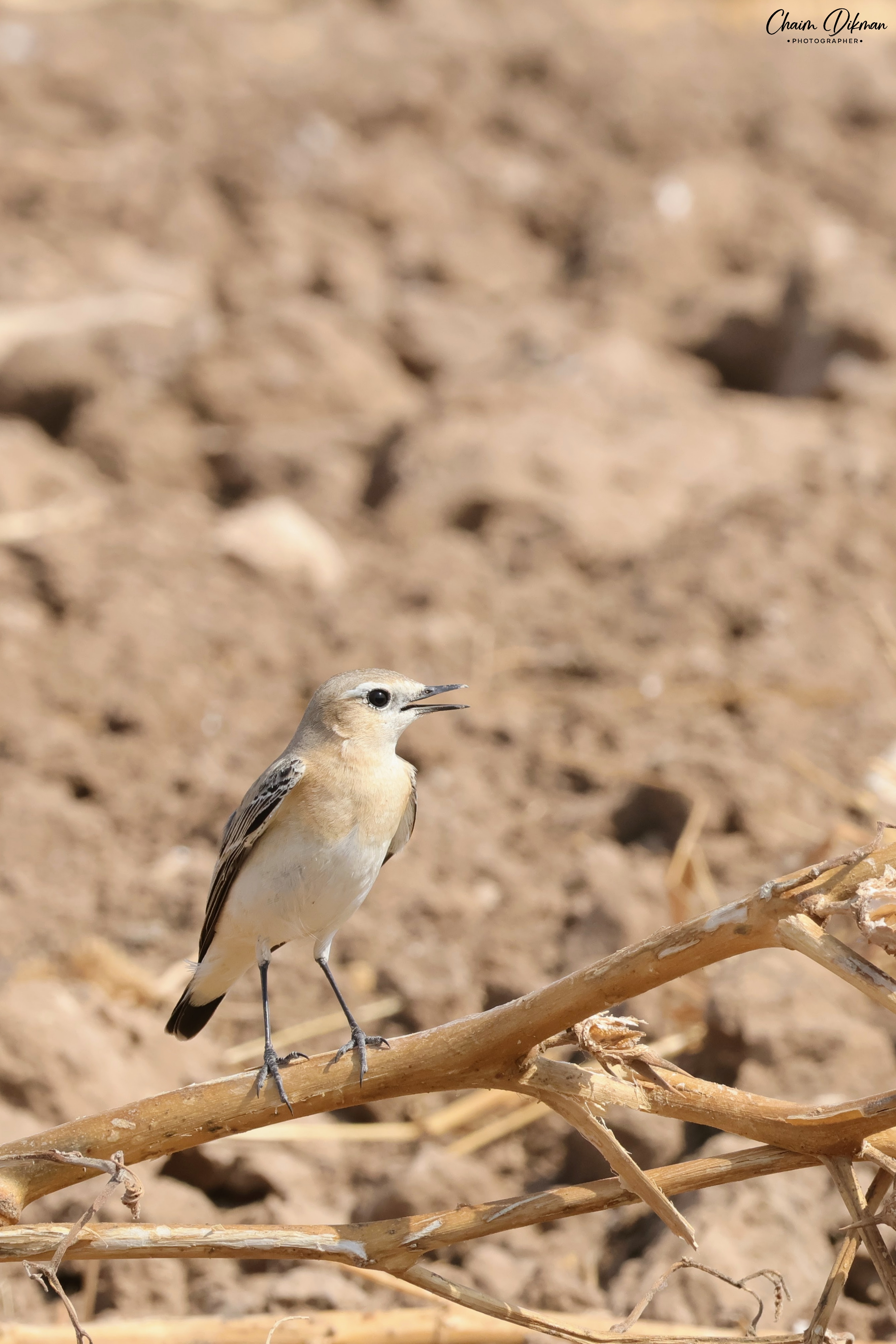 צילום טבע מרשים של סלעית אירופית הניצבת על ענף יבש וחשוף. הציפור, הממוקמת בשליש התחתון של הפריים, מתוארת בפרופיל עם מקור פתוח קלות. הרקע, הכולל אדמה חרושה, מטושטש בזכות עומק שדה רדוד המבליט את חדות הנושא. התאורה הטבעית אחידה ומחמיאה, מדגישה את גווני הנוצה הבהירים ואת פרטי המקור והעין.