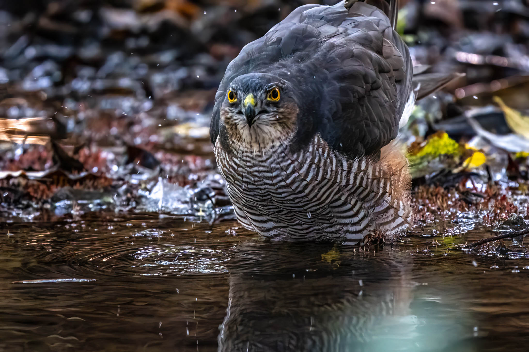 צילום עוצר נשימה של נץ מצוי זכר בוגר, הניצב במים רדודים בשמורת ראש ציפור. העין הצהובה החדה בולטת על רקע הגוף המפוספס, כשהתאורה מדגישה את הטקסטורה של הנוצות והשתקפותו המרשימה במים. עומק השדה הרדוד מבודד את הציפור מהסביבה, ומדגיש את רגע השלווה הדרוך במבט ממוקד לעבר העדשה.