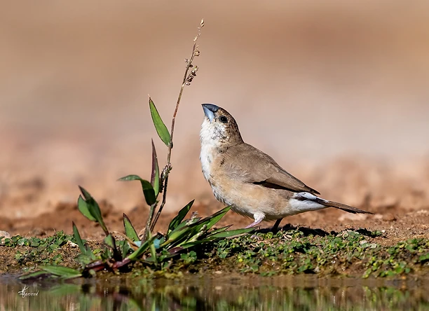 צילום טבע מרשים של חוחיות מצויה בעלת גוונים חומים בהירים, הממוקמת לצד צמח עשבוני דק ליד מקור מים. התמונה מתאפיינת בעומק שדה רדוד המפריד בצורה נקייה את הציפור מהרקע המטושטש, תאורה רכה ומחמיאה המדגישה את פרטי הנוצות, וקומפוזיציה המעניקה תשומת לב מלאה לעמידתה האלגנטית של הציפור.