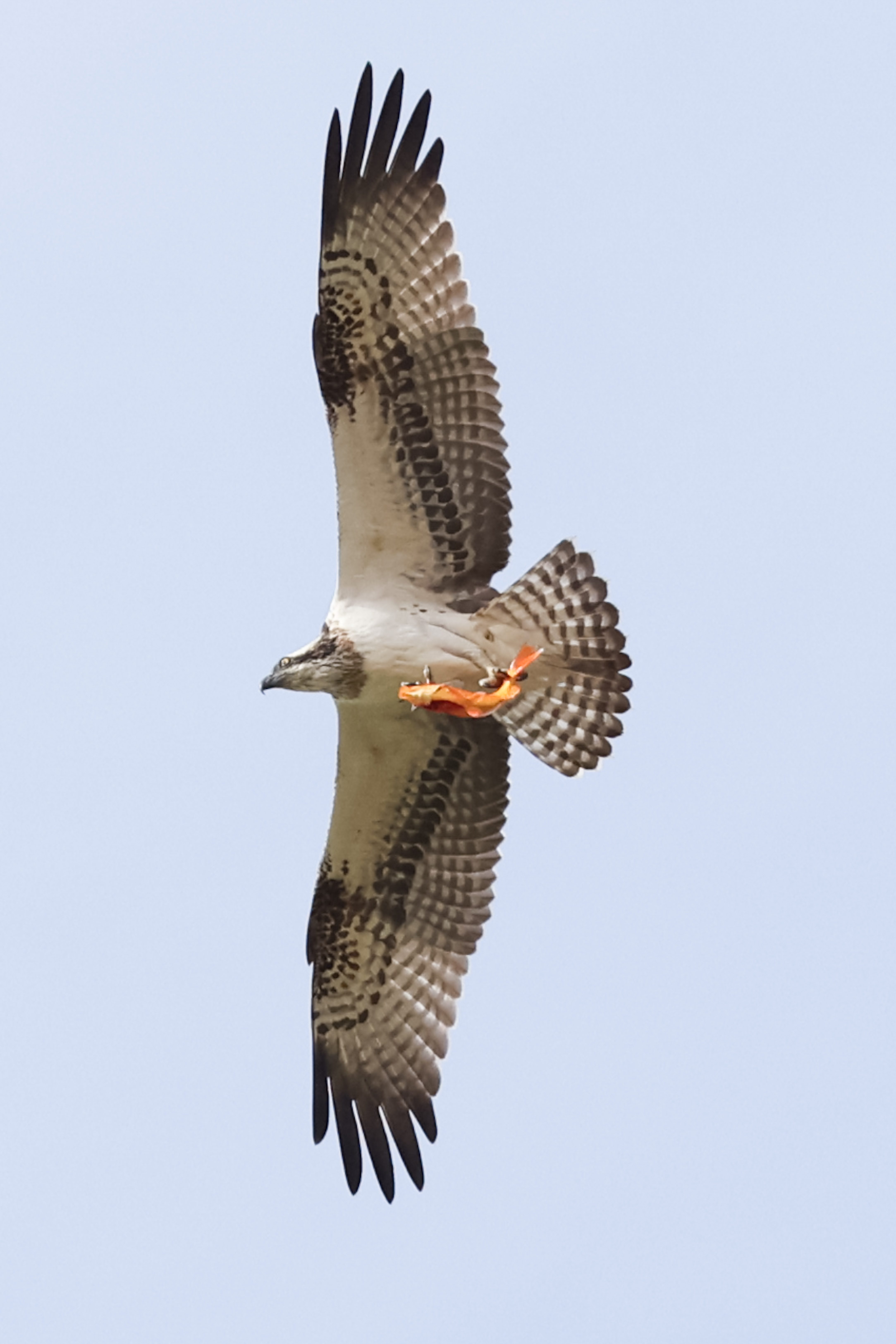 צילום מרהיב של שלך (Osprey) במעוף מרשים, כשהוא אוחז בטופריו דג כתום שצד. הצלם הצליח לתפוס את העוף הדורס בתנוחה אנכית מושלמת, עם כנפיים פרושות לרווחה החושפות את דגמי הנוצות המורכבים. הרקע הנקי והבהיר מבליט את הניגודיות בין גווני החום והלבן של הציפור לבין הצבע העז של הטרף.