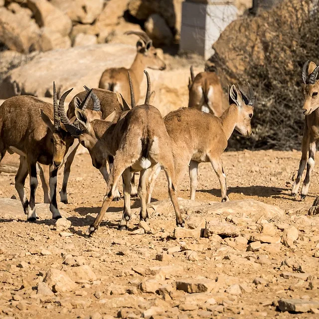 צילום טבע מרשים המתעד להקת יעלים נוביים בסביבתם הטבעית והסלעית. התמונה לוכדת רגע דינמי של אינטראקציה חברתית בין הפרטים, כאשר התאורה הטבעית החזקה מדגישה את מרקם הפרווה והגוונים החומים המשתלבים עם הקרקע המדברית. הקומפוזיציה רחבה מספיק כדי להכיל את כל חברי הלהקה, תוך שמירה על עומק שדה הממקד את תשומת הלב בהתנהגות החיה.