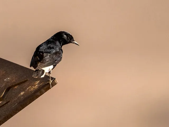 סלעית שחורת-בטן בוחנת את מכתש רמון מנקודת התצפית