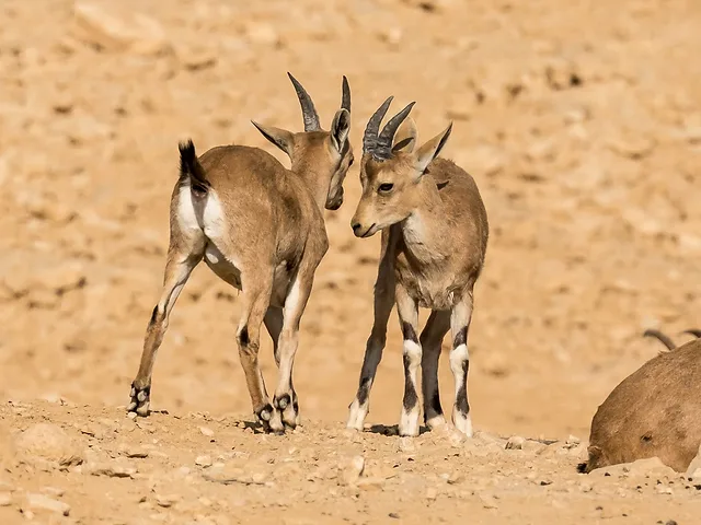 זריחה במצפה רמון