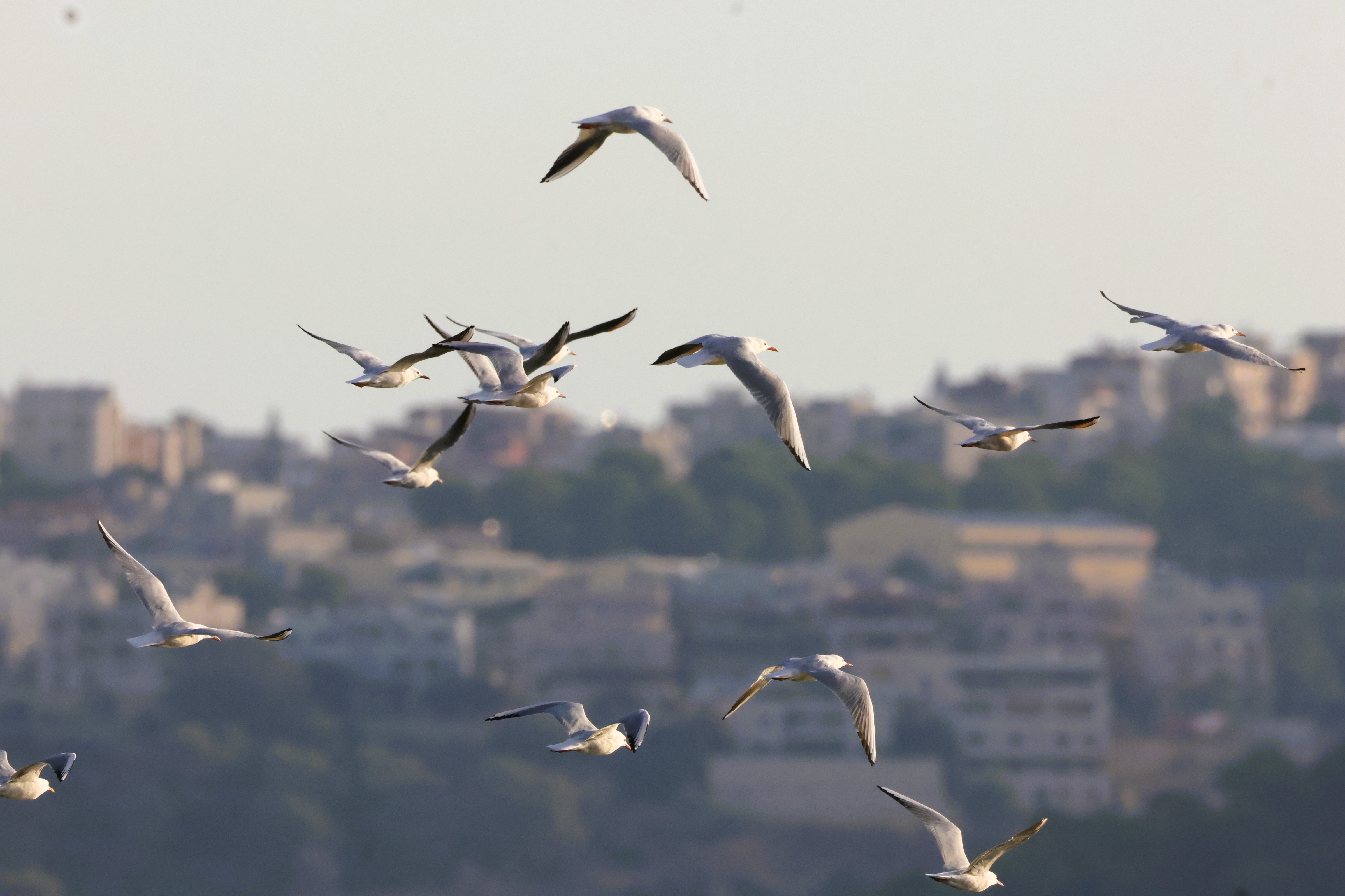 להקת שחפים מרשימה נתפסה בעדשת המצלמה במעוף דינמי מעל בריכות הדגים מעגן מיכאל. הצילום מציג את השחפים בתנוחות כנפיים מגוונות, כאשר התאורה הרכה מדגישה את גווני גופם הלבנים ואת ניגודיות הכנפיים. עומק השדה הממוקד שומר על דמויות הציפורים ברורות על רקע מטושטש, מה שיוצר אווירה שקטה ואותנטית של טבע וציפורים.