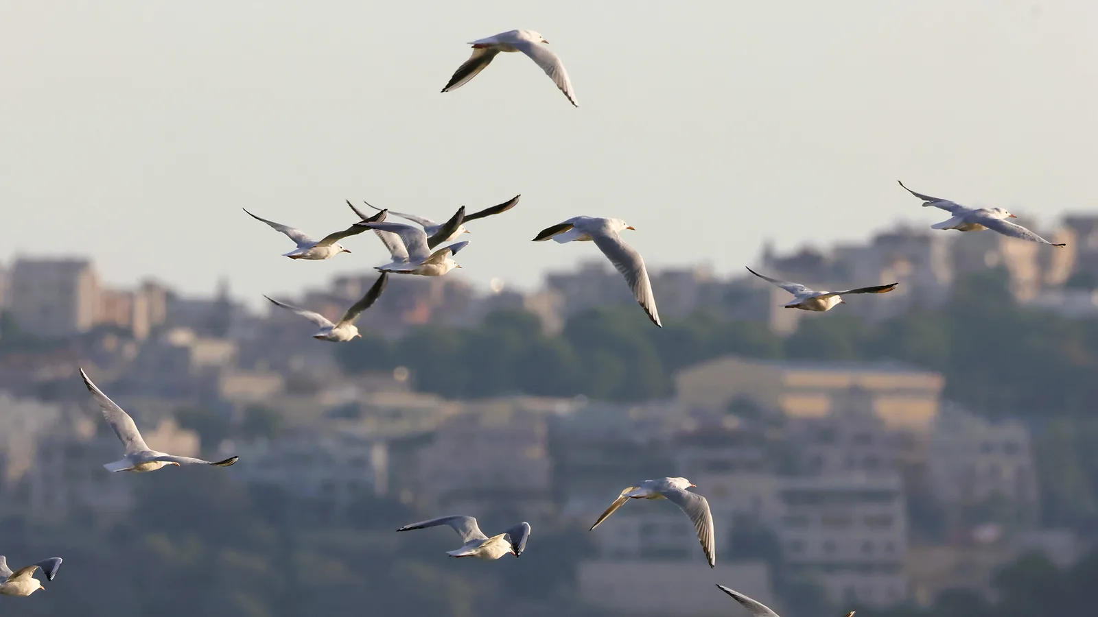 להקת שחפים מרשימה נתפסה בעדשת המצלמה במעוף דינמי מעל בריכות הדגים מעגן מיכאל. הצילום מציג את השחפים בתנוחות כנפיים מגוונות, כאשר התאורה הרכה מדגישה את גווני גופם הלבנים ואת ניגודיות הכנפיים. עומק השדה הממוקד שומר על דמויות הציפורים ברורות על רקע מטושטש, מה שיוצר אווירה שקטה ואותנטית של טבע וציפורים.