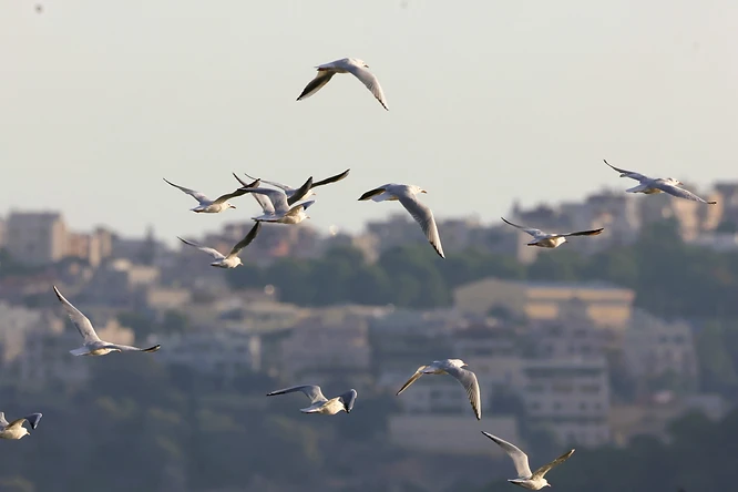 להקת שחפים מרשימה נתפסה בעדשת המצלמה במעוף דינמי מעל בריכות הדגים מעגן מיכאל. הצילום מציג את השחפים בתנוחות כנפיים מגוונות, כאשר התאורה הרכה מדגישה את גווני גופם הלבנים ואת ניגודיות הכנפיים. עומק השדה הממוקד שומר על דמויות הציפורים ברורות על רקע מטושטש, מה שיוצר אווירה שקטה ואותנטית של טבע וציפורים.