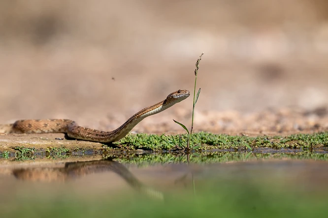 בתמונה נראה זוחל דמוי נחש המרים את ראשו בסקרנות ליד מקור מים, כשהוא מביט לעבר גבעול דק. הצילום מתאפיין בעומק שדה רדוד המטשטש את הרקע והחזית, ומדגיש את המרקם והצבעים של הנחש. ההשתקפות העדינה במים והקומפוזיציה המאוזנת יוצרים מראה טבעי, רגוע ואסתטי מאוד, המדגיש את רגע החקירה השקט בטבע.
