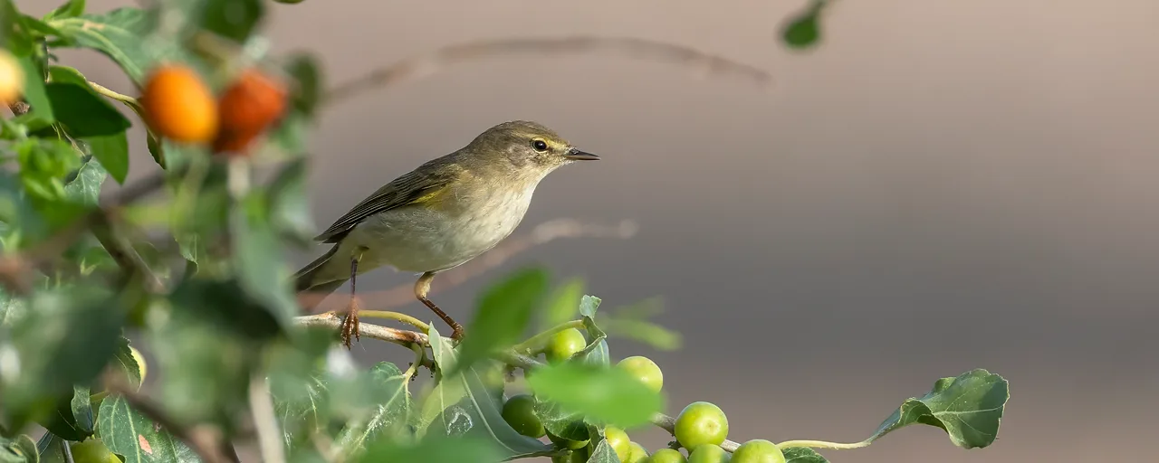 עמק המעיינות