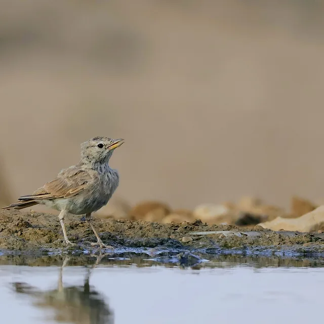 צילום טבע מרשים של עפרוני מדבר העומד על גדת מקווה מים. הציפור מוארת באור רך ומחמיא, המדגיש את גווני הנוצה החומים-אפורים שלה. עומק שדה רדוד יוצר רקע מטושטש וניטרלי, הממקד את מלוא תשומת הלב בפרטי הציפור ובהשתקפותה העדינה במים, המעניקה לקומפוזיציה עומק ועניין חזותי רב.