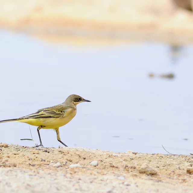 בתמונה נראה פרט של נחליאלי צהוב העומד על גדת מקור מים. הקומפוזיציה המינימליסטית מדגישה את הציפור בחדות מרשימה, תוך שימוש בעומק שדה רדוד המטשטש את הרקע. גווני הצהוב העדינים של הציפור משתלבים בהרמוניה עם גווני האדמה והמים הבהירים, מה שמעניק לצילום תחושת רוגע ושלווה טבעית.