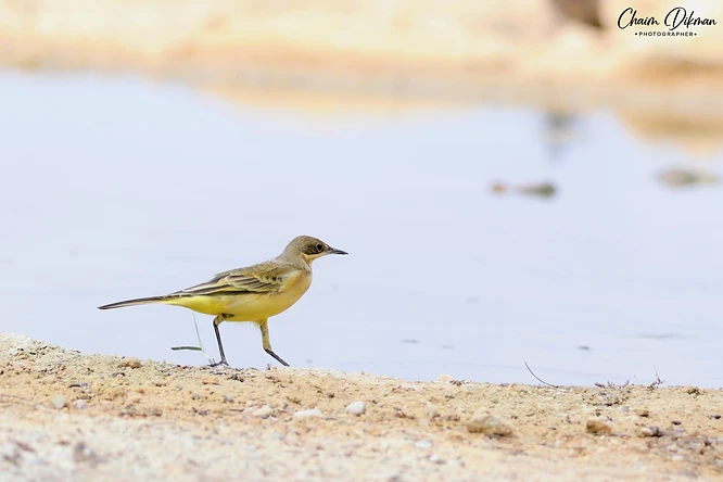 בתמונה נראה פרט של נחליאלי צהוב העומד על גדת מקור מים. הקומפוזיציה המינימליסטית מדגישה את הציפור בחדות מרשימה, תוך שימוש בעומק שדה רדוד המטשטש את הרקע. גווני הצהוב העדינים של הציפור משתלבים בהרמוניה עם גווני האדמה והמים הבהירים, מה שמעניק לצילום תחושת רוגע ושלווה טבעית.