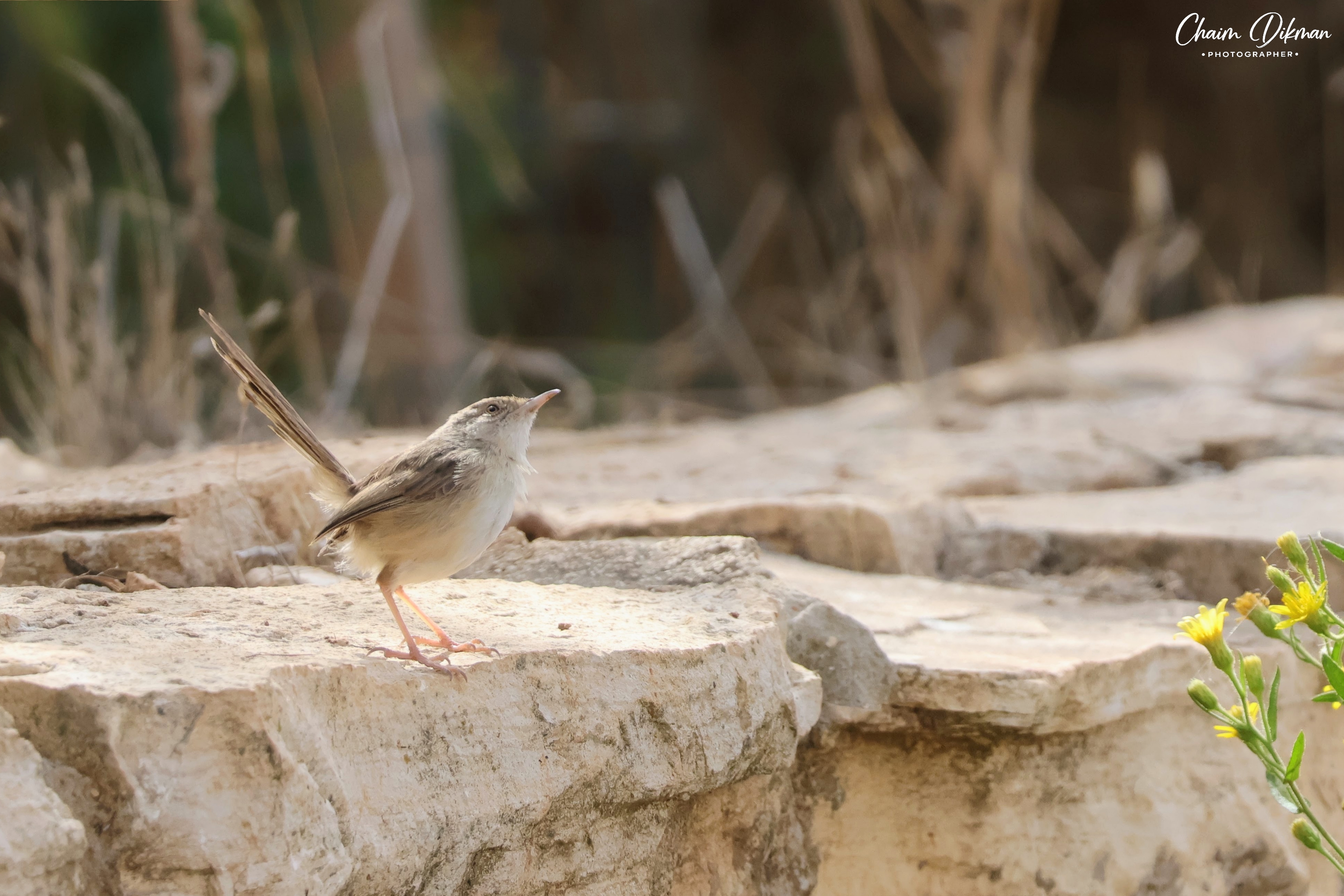 צילום טבע מרשים המתעד פשוש קטן עומד על משטח אבן גיר מחוספס. הציפור, המאופיינת בזנבה הארוך והזקוף, מופנית מעלה בתנוחה מלאת עניין. הרקע המטושטש יוצר הפרדה מצוינת מהנושא, כשהגוונים הטבעיים והרכים של התמונה מעניקים תחושה של רוגע ושלווה בתוך סביבה אורבנית או כפרית פתוחה.