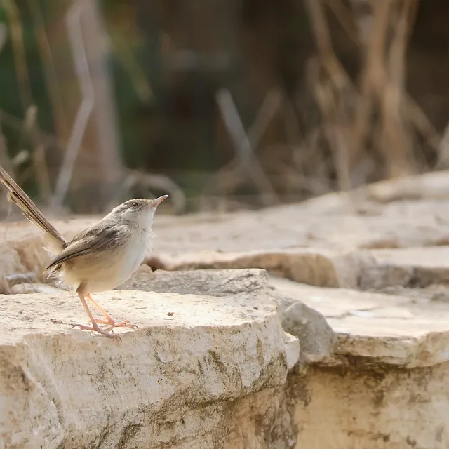 צילום טבע מרשים המתעד פשוש קטן עומד על משטח אבן גיר מחוספס. הציפור, המאופיינת בזנבה הארוך והזקוף, מופנית מעלה בתנוחה מלאת עניין. הרקע המטושטש יוצר הפרדה מצוינת מהנושא, כשהגוונים הטבעיים והרכים של התמונה מעניקים תחושה של רוגע ושלווה בתוך סביבה אורבנית או כפרית פתוחה.