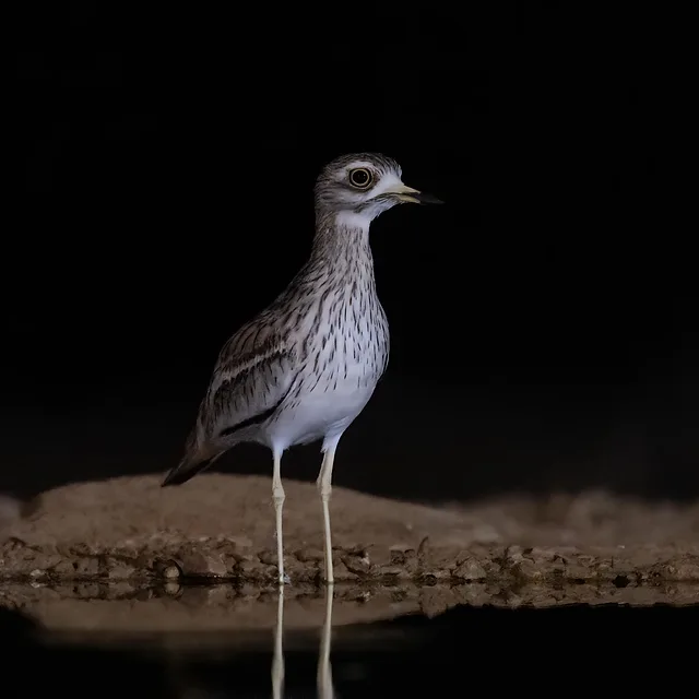 צילום טבע מרשים בלילה המציג כרוון מצוי עומד על גדת מקור מים. התאורה הממוקדת מדגישה את נוצותיו המפוספסות ואת עינו הגדולה, האופיינית לציפורי לילה. השתקפות ברורה של הציפור נראית על פני המים השקטים, כנגד רקע שחור מוחלט המעניק לפורטרט עומק וניקיון ויזואלי יוצא דופן.