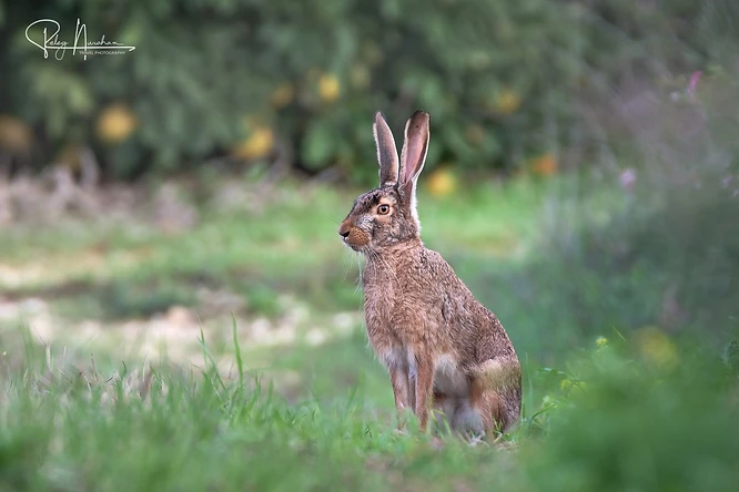 צילום טבע מרשים של ארנבת שדה הניצבת בתוך עשבייה ירוקה. השימוש בעדשת 400 מ"מ יצר הפרדה מצוינת מהרקע, עם עומק שדה רדוד המבליט את פרטי הפרווה המנומרת והעין הערנית. התאורה הרכה והטבעית מחמיאה לאוזנייה הארוכות ומדגישה את המרקם העדין, תוך יצירת אווירה שלווה ואינטימית ברגע המפגש בטבע.