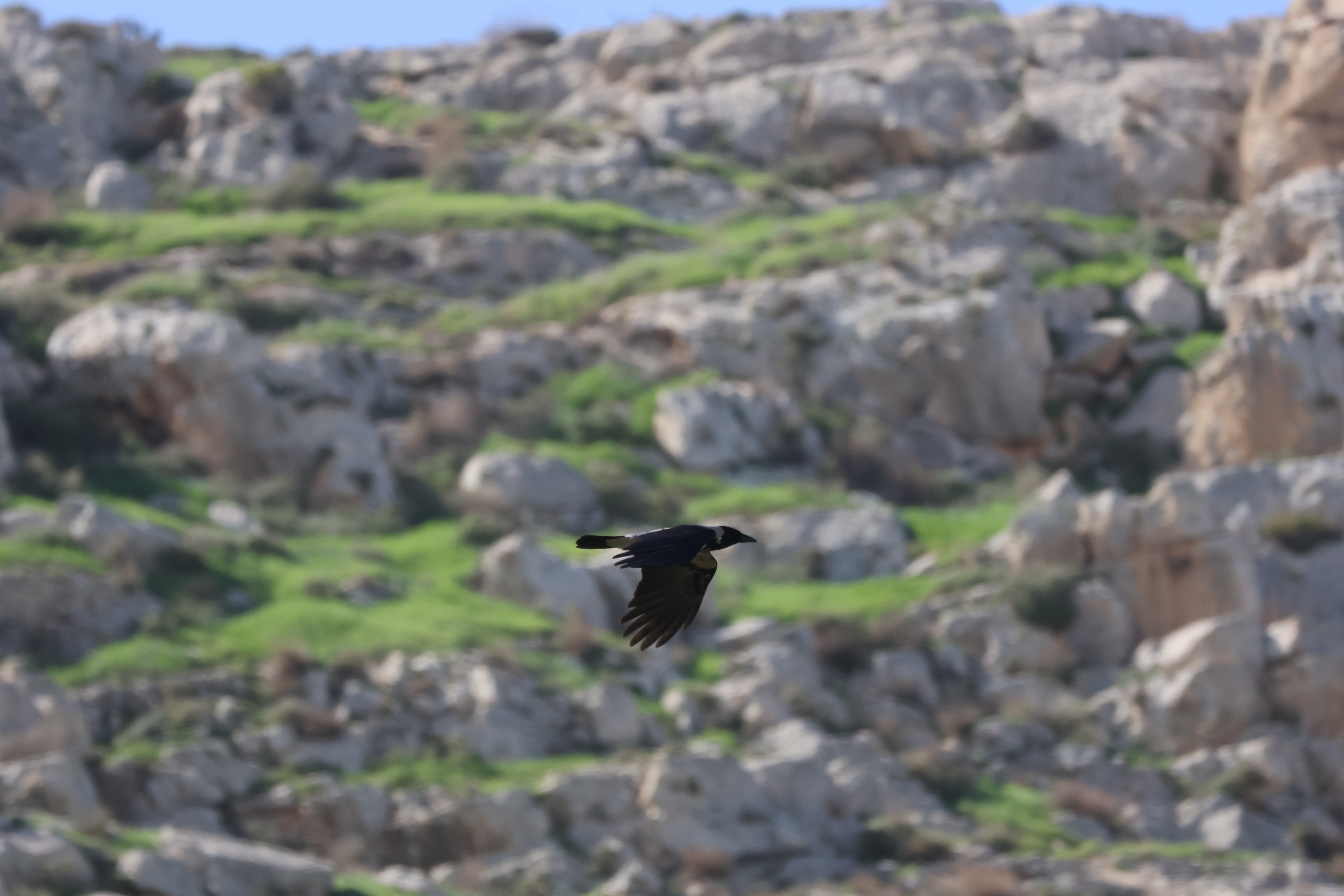 צילום טבע דינמי של עורב אפור במעוף, הנלכד על רקע רכס סלעי ומיוער בעדינות. השימוש במפתח צמצם של F/8 ובאורך מוקד מרבי של 400 מ"מ יצר הפרדה נאה בין הציפור לבין הנוף, תוך הדגשת פרטי הנוצות והגוון הייחודי באזור העורף, בתנאי תאורה טבעיים המדגישים את תנועת הכנפיים העוצמתית.