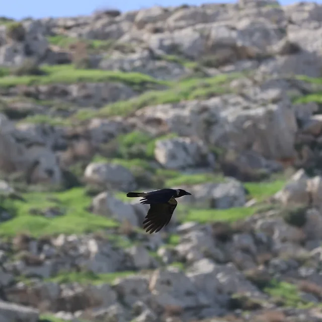 צילום טבע דינמי של עורב אפור במעוף, הנלכד על רקע רכס סלעי ומיוער בעדינות. השימוש במפתח צמצם של F/8 ובאורך מוקד מרבי של 400 מ"מ יצר הפרדה נאה בין הציפור לבין הנוף, תוך הדגשת פרטי הנוצות והגוון הייחודי באזור העורף, בתנאי תאורה טבעיים המדגישים את תנועת הכנפיים העוצמתית.