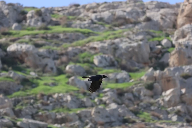 צילום טבע דינמי של עורב אפור במעוף, הנלכד על רקע רכס סלעי ומיוער בעדינות. השימוש במפתח צמצם של F/8 ובאורך מוקד מרבי של 400 מ"מ יצר הפרדה נאה בין הציפור לבין הנוף, תוך הדגשת פרטי הנוצות והגוון הייחודי באזור העורף, בתנאי תאורה טבעיים המדגישים את תנועת הכנפיים העוצמתית.