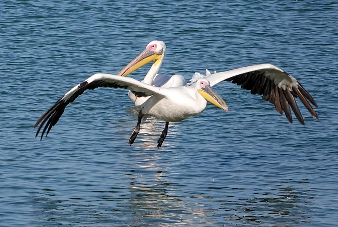 צילום טבע מרשים של שקנאי מצוי ברגע נחיתה על פני המים. הקומפוזיציה המאוזנת תופסת את מוטות הכנפיים הפרושות לצדדים, כאשר הניגודיות בין הניצוי הלבן לבין קצוות הכנפיים השחורים מודגשת היטב. התאורה הבהירה והחדות הגבוהה, שהושגו באמצעות מהירות תריס מהירה של 1/1000, מעניקים תחושת תנועה דינמית ואנרגטית לציפור המים הגדולה.