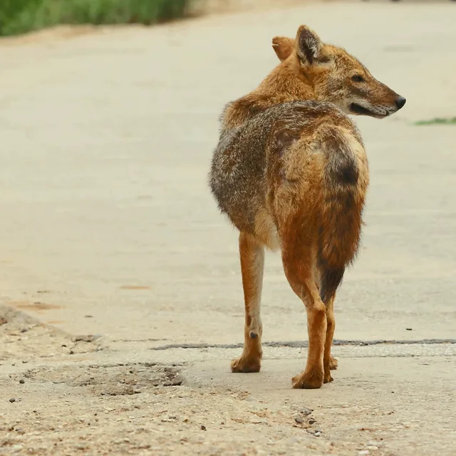 צילום טבע מרשים של תן זהוב העומד על משטח בטון בהיר, כשהוא מפנה את ראשו לאחור במבט חוקר. הפרווה בגווני זהוב וחום מודגשת על ידי תאורה רכה, והקומפוזיציה הממוקדת מדגישה את המבנה האנטומי של החיה. השימוש בצמצם F/11 שומר על עומק שדה המאפשר הפרדה עדינה מהרקע המטושטש.