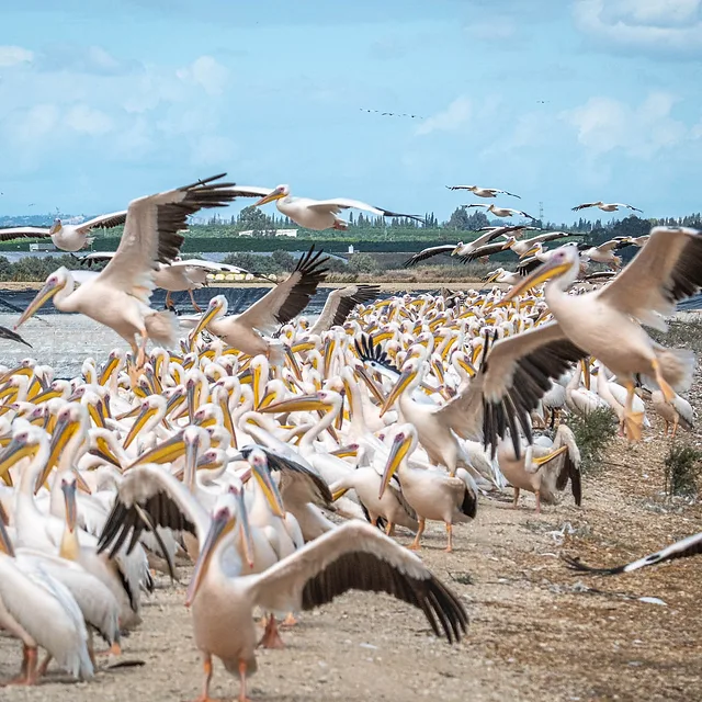 להקת שקנאים מצויים מרשימה מתועדת ברגע של פעילות אנרגטית במצפור ויקר - מאגר משמר השרון. הצילום המפורט, שבוצע במהירות תריס גבוהה של 1/3200, מקפיא את תנועת הכנפיים הפרוסות בחדות. עומק השדה הממוקד מעניק תחושת עומק לקומפוזיציה רחבה, בעוד התאורה הטבעית מחמיאה למרקם הנוצות ולגוונים הבהירים של הפרטים הפעילים.
