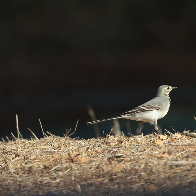 צילום טבע מרהיב המציג נחליאלי לבן עומד על קרקע יבשה וחשופה. הקומפוזיציה מדגישה את הציפור כנושא המרכזי מול רקע כהה ומטושטש, היוצר הפרדה ברורה. השימוש באורך מוקד של 400 מ"מ בשילוב צמצם f/10 מעניק חדות טובה על הציפור, בעוד התאורה הטבעית מדגישה את מרקמי הנוצות והסביבה היבשה.