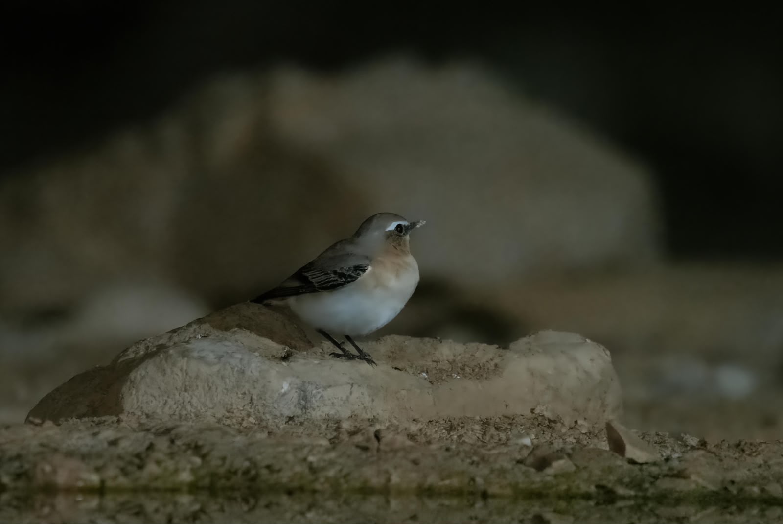סלעית לבנת-כנף עומדת על סלע בודד בשטחים המדבריים של עזוז. התמונה מתאפיינת בתאורה רכה וממוקדת המדגישה את תווי הפנים של הציפור, בעוד הרקע החשוך יוצר הפרדה מצוינת מהנושא. הצילום בגובה העין מעניק תחושת אינטימיות, והחדות המדויקת על העין מבליטה את המרקמים העדינים של הנוצות על רקע המצע הסלעי.