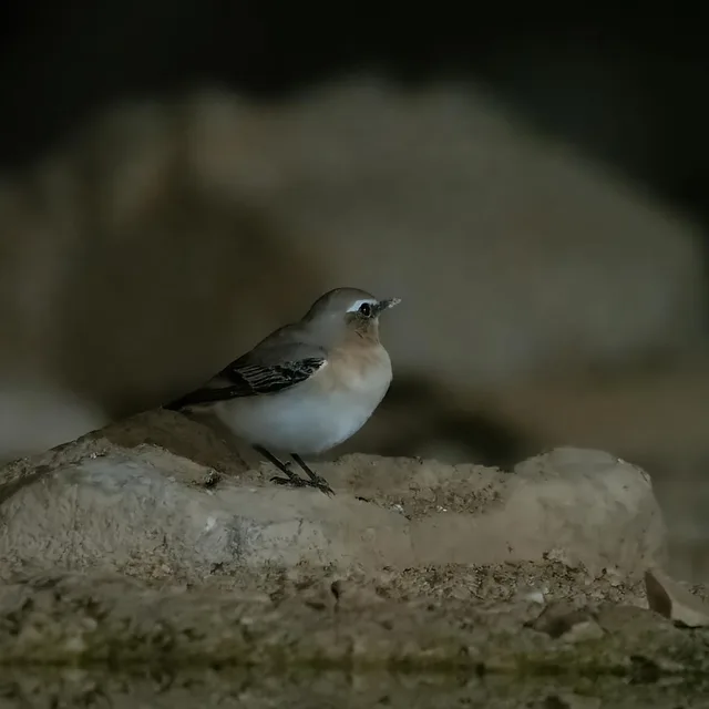 סלעית לבנת-כנף עומדת על סלע בודד בשטחים המדבריים של עזוז. התמונה מתאפיינת בתאורה רכה וממוקדת המדגישה את תווי הפנים של הציפור, בעוד הרקע החשוך יוצר הפרדה מצוינת מהנושא. הצילום בגובה העין מעניק תחושת אינטימיות, והחדות המדויקת על העין מבליטה את המרקמים העדינים של הנוצות על רקע המצע הסלעי.