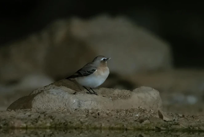 סלעית לבנת-כנף עומדת על סלע בודד בשטחים המדבריים של עזוז. התמונה מתאפיינת בתאורה רכה וממוקדת המדגישה את תווי הפנים של הציפור, בעוד הרקע החשוך יוצר הפרדה מצוינת מהנושא. הצילום בגובה העין מעניק תחושת אינטימיות, והחדות המדויקת על העין מבליטה את המרקמים העדינים של הנוצות על רקע המצע הסלעי.