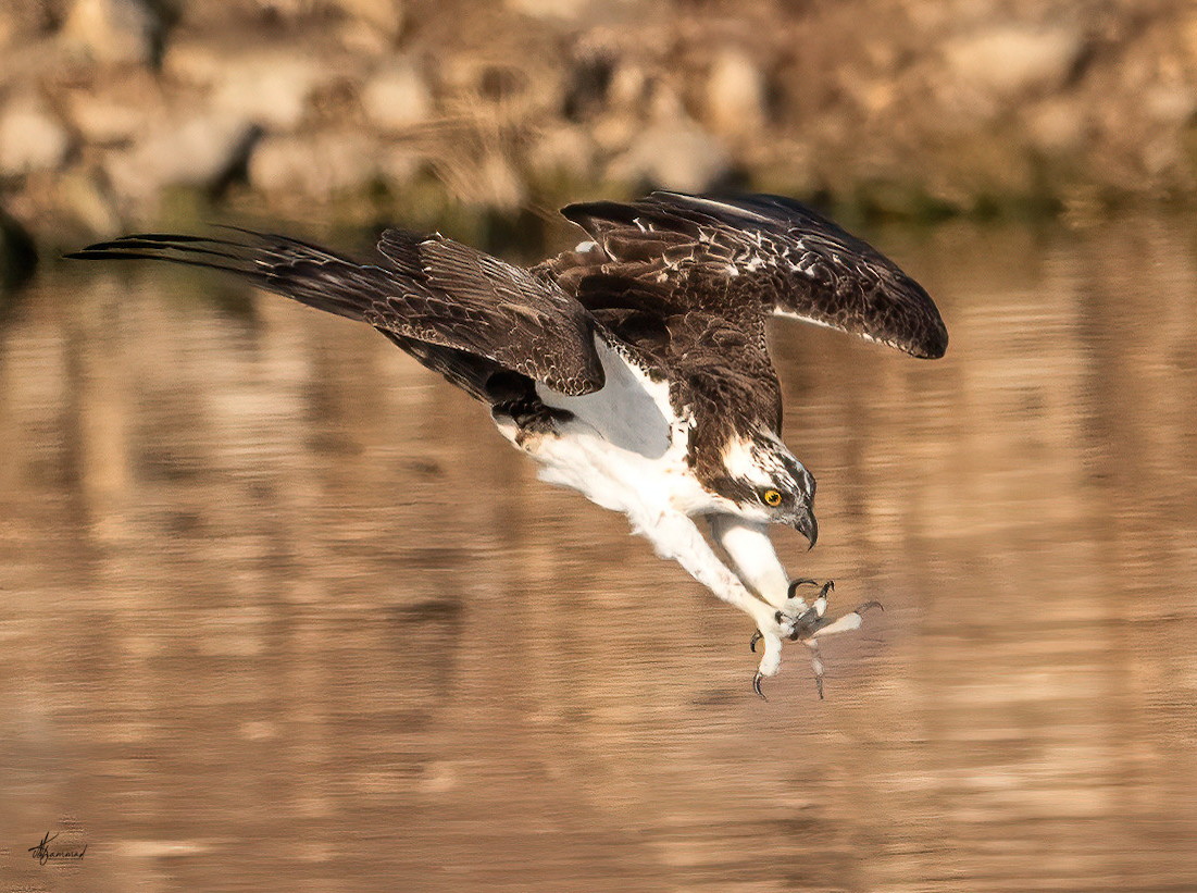 צילום טבע עוצר נשימה המתעד שלך (Osprey) ברגע מרשים של צלילה מעל מקור מים. הציפור נלכדת בתנועה דינמית עם כנפיים פרושות, כשהמיקוד החד מופנה אל העין הדרוכה והטפרים המוכנים לציד. הרקע המטושטש בצבעי חום-זהוב מדגיש את מרקם הנוצות והפרטים המדויקים, ויוצר ניגודיות נהדרת המעצימה את תחושת הדרמה.