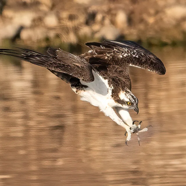 צילום טבע עוצר נשימה המתעד שלך (Osprey) ברגע מרשים של צלילה מעל מקור מים. הציפור נלכדת בתנועה דינמית עם כנפיים פרושות, כשהמיקוד החד מופנה אל העין הדרוכה והטפרים המוכנים לציד. הרקע המטושטש בצבעי חום-זהוב מדגיש את מרקם הנוצות והפרטים המדויקים, ויוצר ניגודיות נהדרת המעצימה את תחושת הדרמה.
