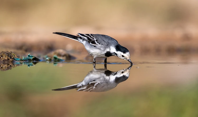 צילום טבע עוצר נשימה המתעד נחליאלי לבן המרווה את צמאונו בשפת מקור מים. השימוש במוקד של 510 מ"מ יצר עומק שדה רדוד המפריד את הציפור מהרקע המטושטש, תוך הבלטת ההשתקפות המושלמת במים. תאורה רכה ומאוזנת מעניקה חדות מרשימה לנוצות ולעין הציפור, ומדגישה את רגע השלווה בטבע.
