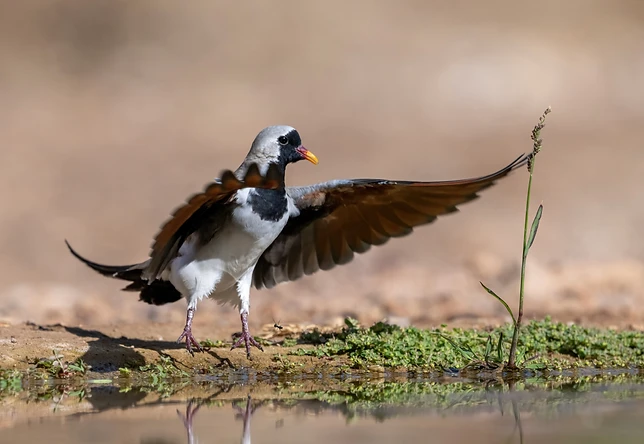 צילום טבע מרשים של סיקסק הפורש את כנפיו ליד מקור מים. הקומפוזיציה מדגישה את תנועת הציפור, כאשר עומק השדה הרדוד מפריד אותה מהרקע המטושטש. התאורה הטבעית מאירה היטב את פרטי הניצוי ואת ההשתקפות העדינה במים, תוך יצירת מראה נקי וממוקד המבליט את עוצמת הרגע.