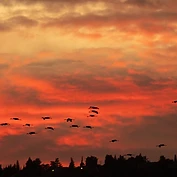 להקת עגורים אפורים נצפתה בתעופה אלגנטית בשמי אגמון החולה, על רקע שקיעה דרמטית בצבעי אש בוערים. הצילום לוכד את צללי הציפורים כסילואטות חדות וברורות אל מול העננים הכתומים, המדגישים את מבנה גופן המוארך והתנועה ההרמונית של הלהקה בנדידתה, המעניקים לתמונה עומק ויזואלי מהפנט המשלב שקט עם עוצמת הטבע.
