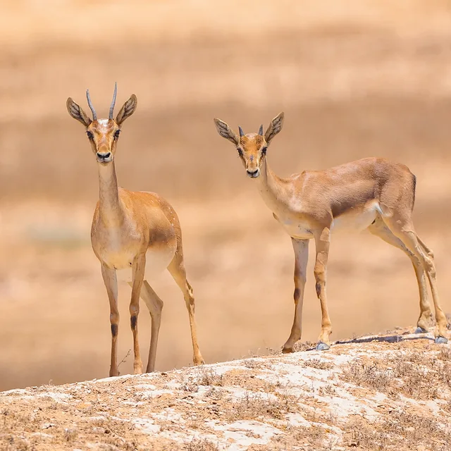 צילום טבע מרשים המתעד זוג צבאים ארצישראליים ניצבים בטריטוריה יבשה וחשופה. הקומפוזיציה המאוזנת מציבה את הצבאים על רקע חולי ומונוכרומטי, המדגיש את גווני הפרווה החומים-אדמדמים שלהם. התאורה הרכה והחדות הממוקדת בפרטי הפנים ובקרניים מעניקות לדיוקן חיים ועומק, בעוד עומק השדה הרדוד מבודד את האובייקטים מהרקע המטושטש בצורה הרמונית ונעימה לעין.