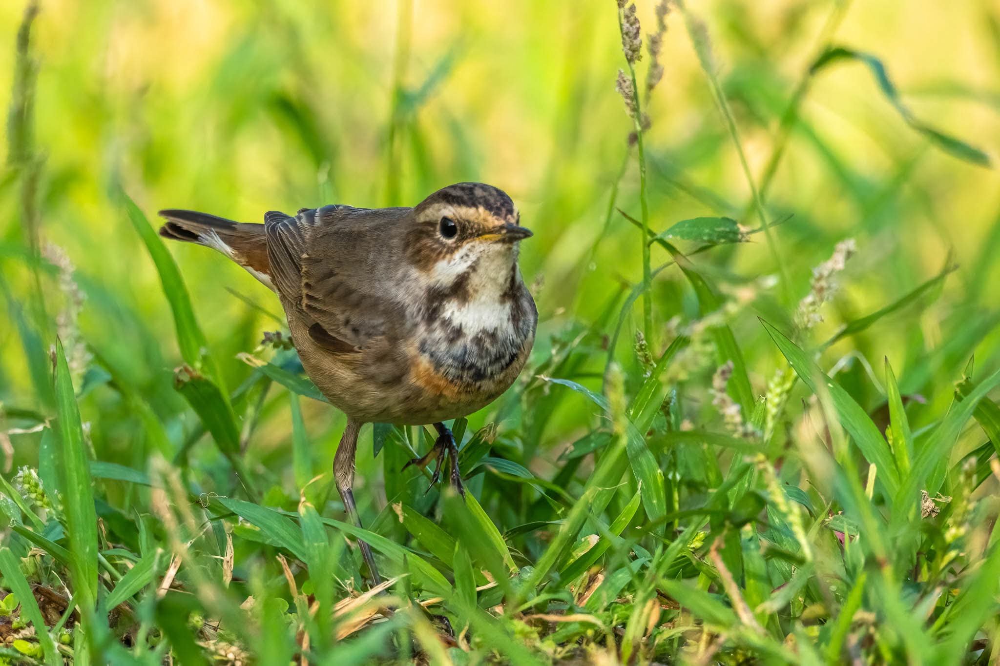 בתמונה מוצג כחול-חזה (Bluethroat) צעיר, העומד בסביבתו הטבעית בתוך עשבייה ירוקה ורעננה. הצילום מתאפיין בחדות מצוינת על נושא הצילום, עם עומק שדה רדוד שיוצר רקע רך ונעים לעין. התאורה הטבעית מחמיאה לפרטי הנוצות של הציפור ומדגישה את גווני החום והלבן העדינים, תוך שמירה על קומפוזיציה נקייה וממוקדת.