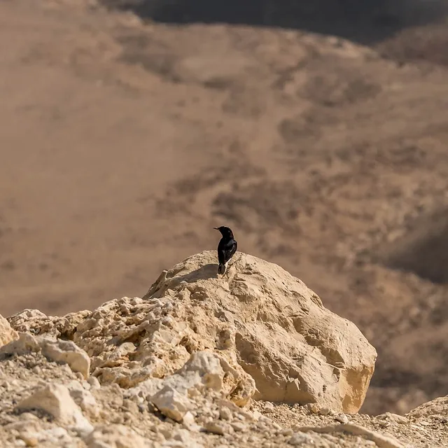 צילום טבע מרשים של זכר חכלילית סלעים עומד בביטחון על סלע בולט בלב נוף מדברי צחיח. הקומפוזיציה המינימליסטית מדגישה את הניגודיות בין גוון הציפור הכהה לבין הגוונים הבהירים של הסלעים. עומק השדה הרדוד יוצר הפרדה מצוינת בין הנושא לרקע המטושטש, מה שמעניק תחושת מרחב ותלת-ממדיות לתמונה.
