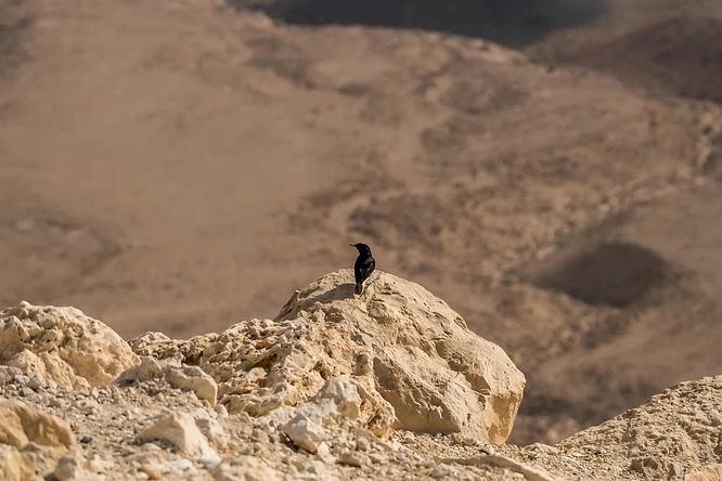 צילום טבע מרשים של זסלעית שחורת בטן עומדת בביטחון על סלע בולט בלב נוף מדברי צחיח. הקומפוזיציה המינימליסטית מדגישה את הניגודיות בין גוון הציפור הכהה לבין הגוונים הבהירים של הסלעים. עומק השדה הרדוד יוצר הפרדה מצוינת בין הנושא לרקע המטושטש, מה שמעניק תחושת מרחב ותלת-ממדיות לתמונה.