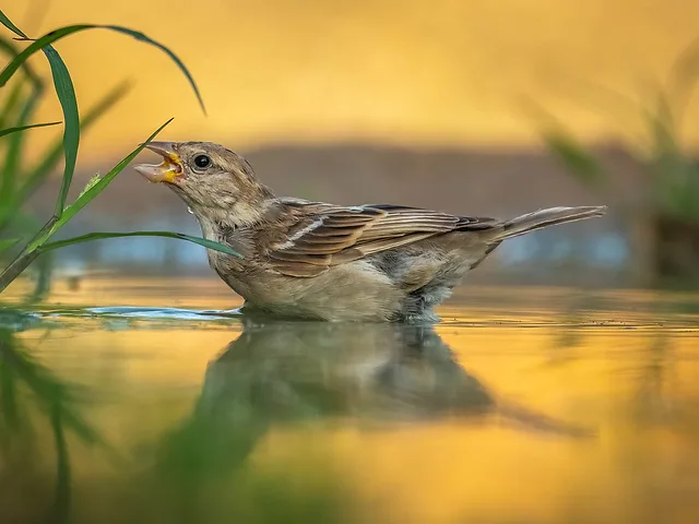 לגימות של בוקר חדש בפארק הצםרות באילת