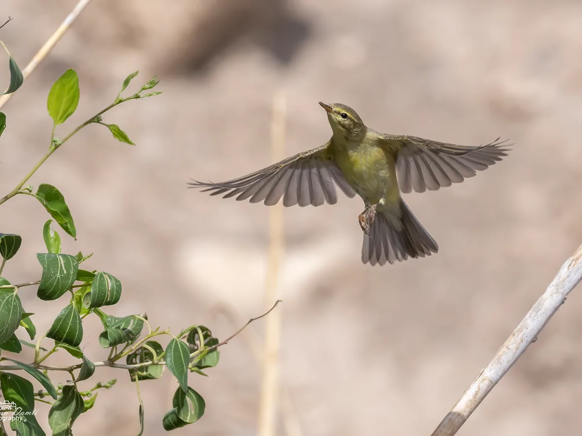 צילום מרהיב של ציפור מסוג עלווית במעוף, ברגע מדויק של המראה מתוך ענף. השימוש בעדשת 600 מ"מ בצירוף מהירות תריס גבוהה של 1/5000 שניה, אפשרו להקפיא את תנועת הכנפיים בחדות מרשימה. התאורה הרכה והרקע המטושטש מדגישים את הפרטים העדינים ואת הגוונים הירוקים-צהבהבים של הציפור באופן טבעי ומחמיא.