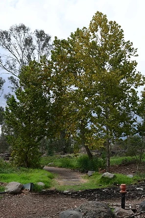 בתמונה נשקף נוף כפרי ושלו הכולל שבילים מתפתלים בין עצים בוגרים בעלי עלווה ירוקה וגווני סתיו רכים. צילום רחב זווית ב-18 מ"מ עם צמצם f/6.3 יצר עומק שדה רחב, המבטיח חדות מירבית לאורך כל הפריים. התאורה הטבעית והרכה של יום מעונן מעניקה גוונים מאוזנים ונעימים לעין.